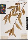 Foto von Salix fragilis L. x Salix pentandra L.